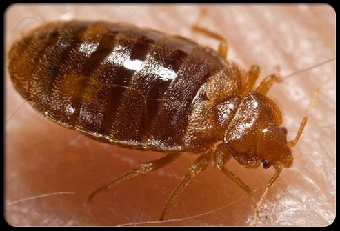 Adult Bed Bug - Ohio & Kentucky