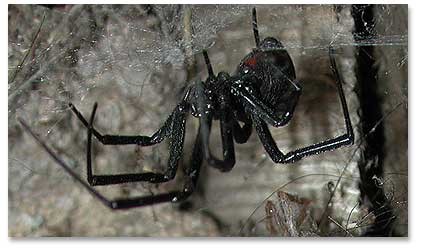 Adult Black Widow Spider
