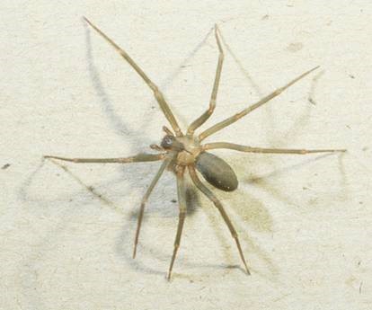 Adult Brown Recluse Spider