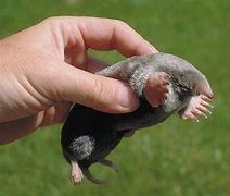 Adult Eastern Mole