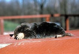 Adult Hairy Tailed Mole