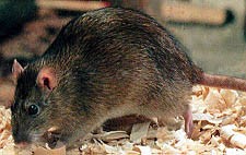 Adult Norway Rat