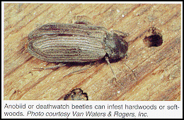 Adult Powderpost Beetle Anodidae