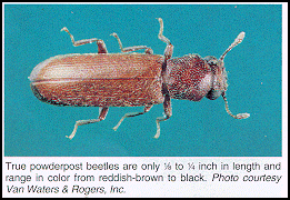 Adult Powderpost Beetle Lyctidae