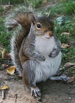 Adult Gray Squirrel