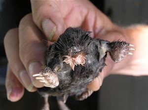 Adult Star Nosed Mole
