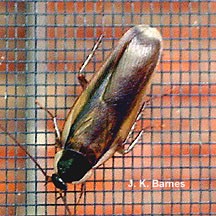 Adult Woods Cockroach