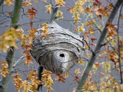 Bald Faced Hornet Nest/Hive