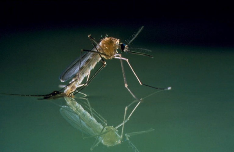 Northern Mosquito Ohio Kentucky
