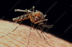 Yellow Fever Mosquito Ohio Kentucky