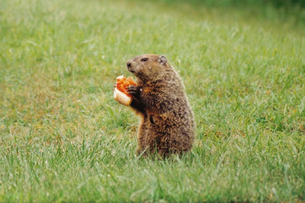 Groundhog or Whistlepig or Woodchuck