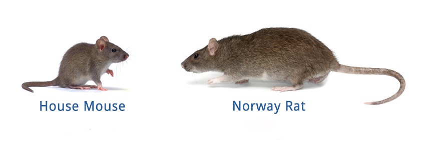 House mouse/mice and Norway Rat