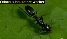 Odorous House Ant Infestation