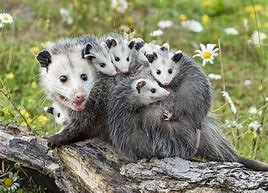 Adult mother opossum with babies