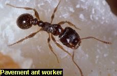 Pavement Ant Infestation