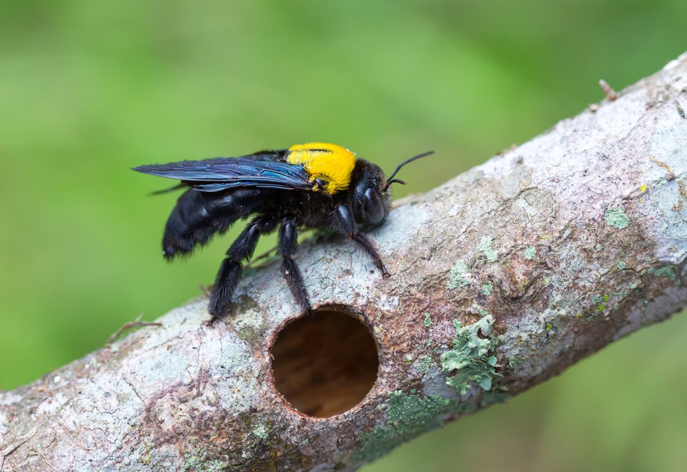 Adult Carpenter Bee Hole