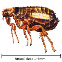 Adult Cat Flea