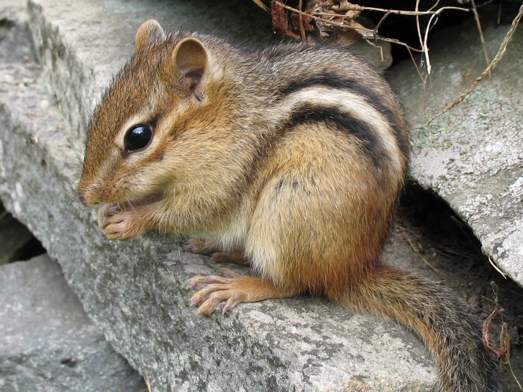 Adult Eastern Chipmunk