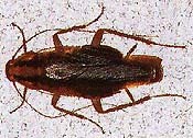 Adult German Cockroach