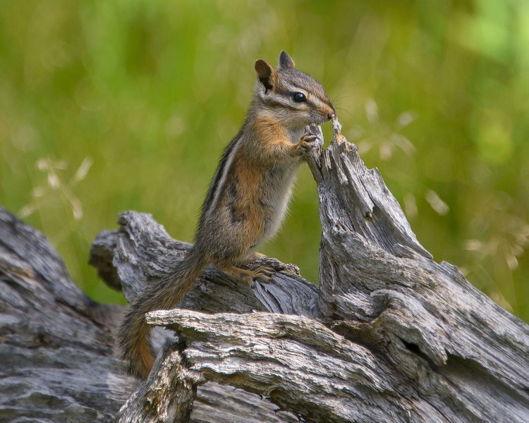 Adult Least Chipmunk