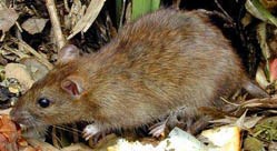 Adult Norway Rat