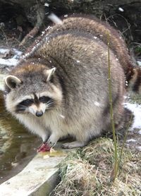 Adult Raccoon