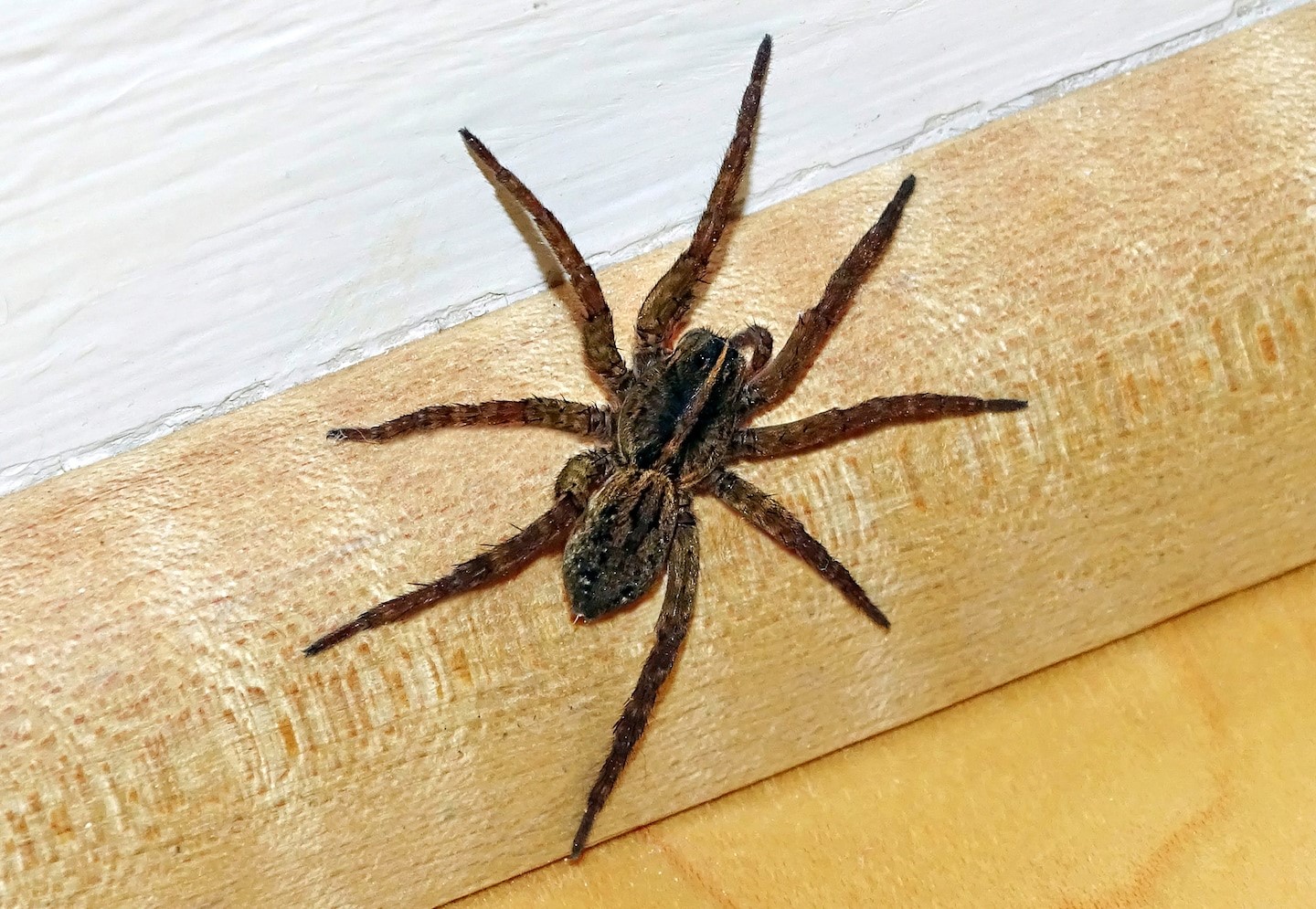 Adult Wolf Spider