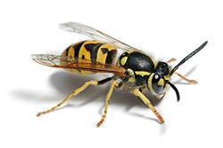 Adult Yellowjacket