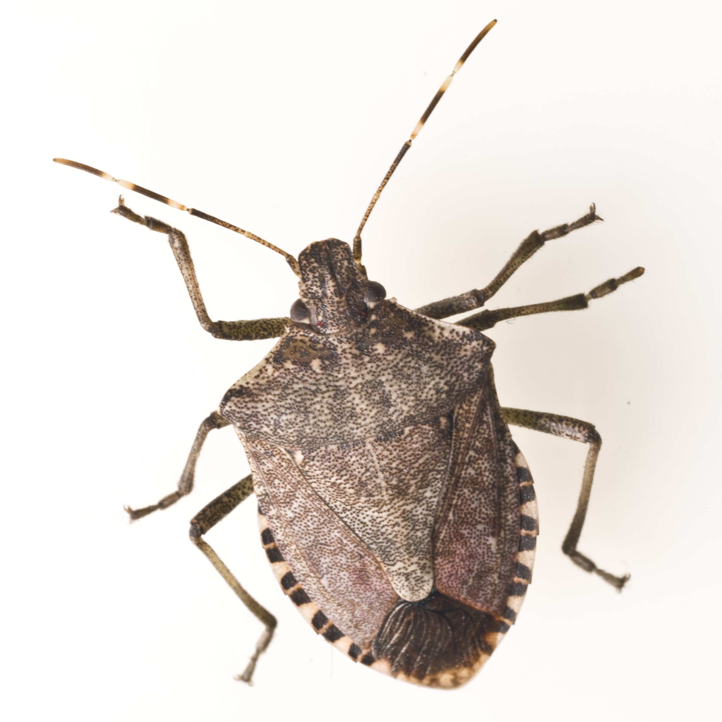 Adult Stink Bug